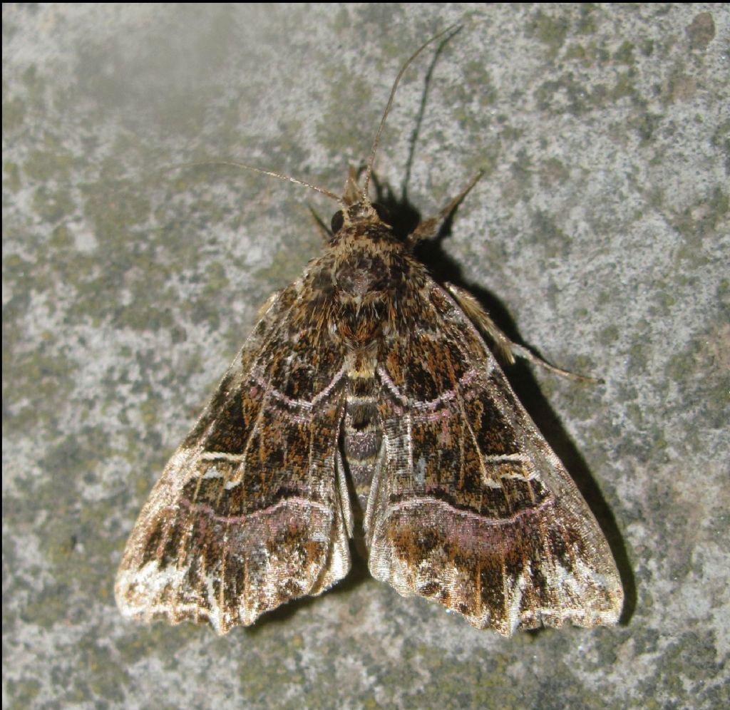 Callopistria juventina - Noctuidae